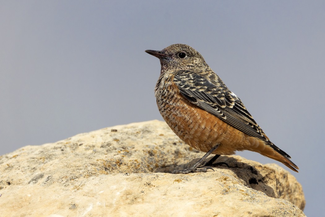 Common Rock Thrush