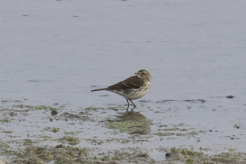 Water Pipit