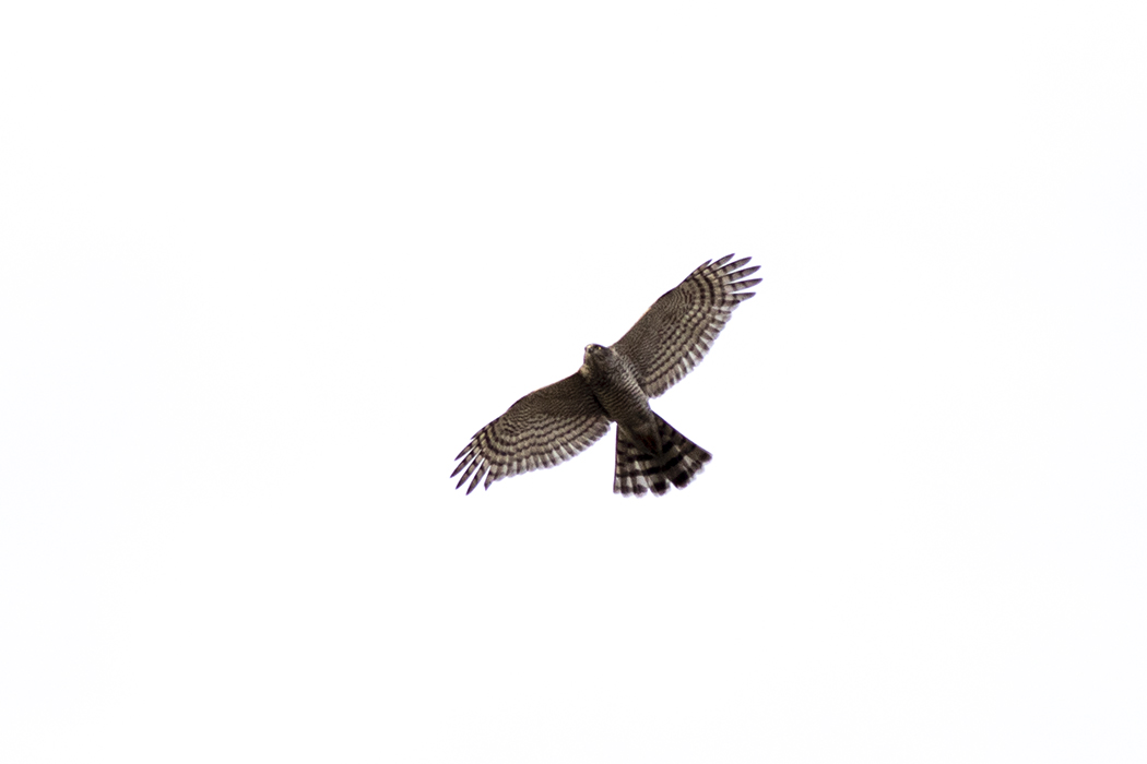 Eurasian Sparrowhawk