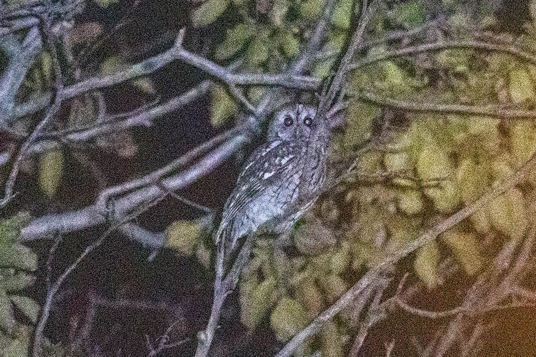 Tawny Owl