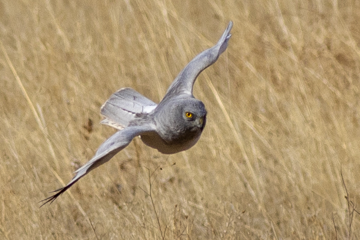 Hen Harrier