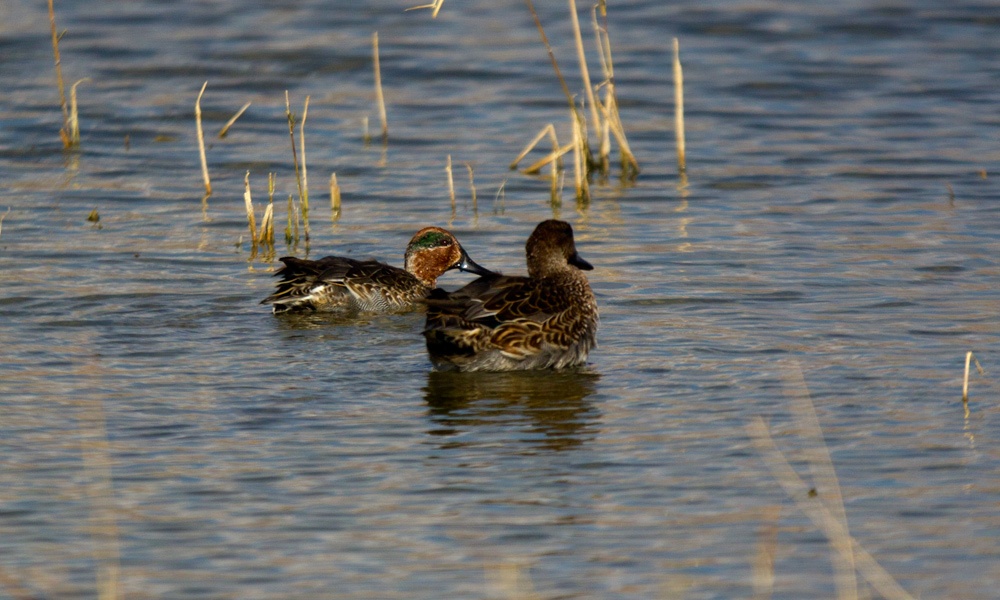 Eurasian Teal