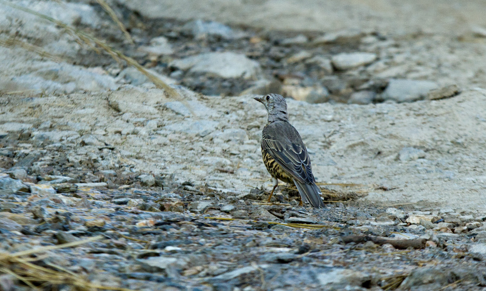 Mistle Thrush