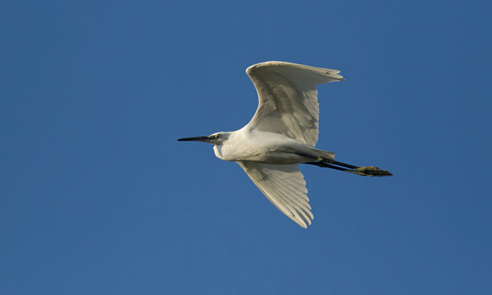 Little Egret