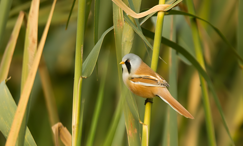 Bearded Reedling