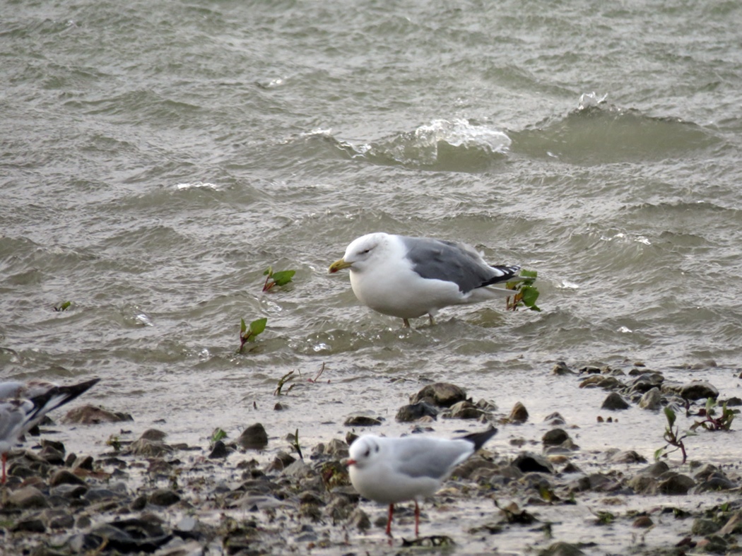 Caspian Gull