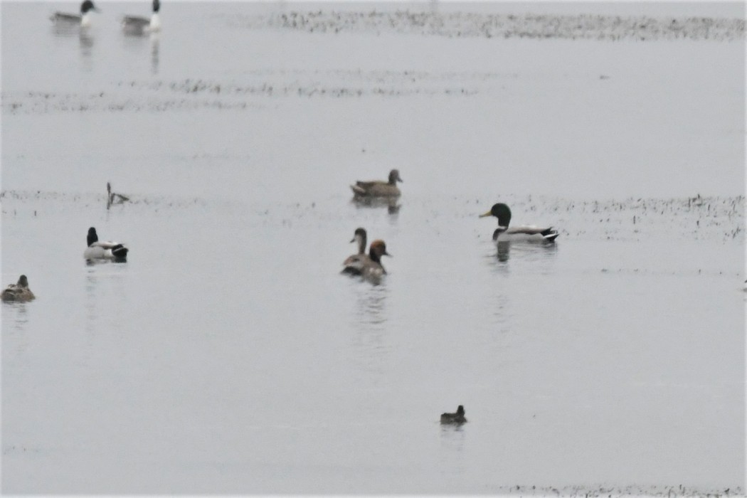 Red-crested Pochard