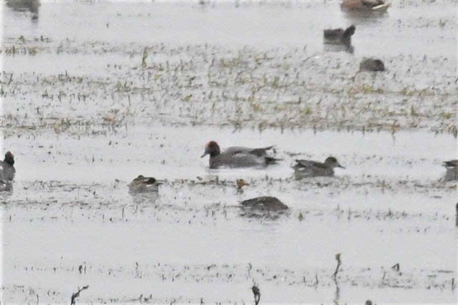 Eurasian Wigeon