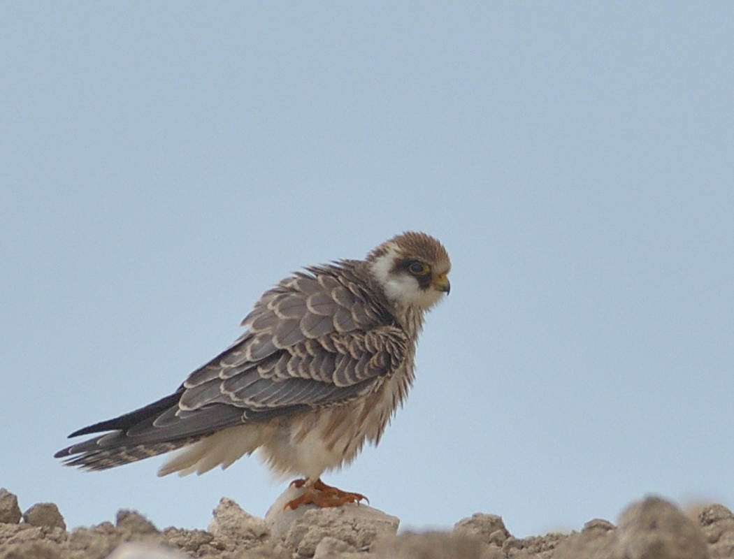 Red-footed Falcon
