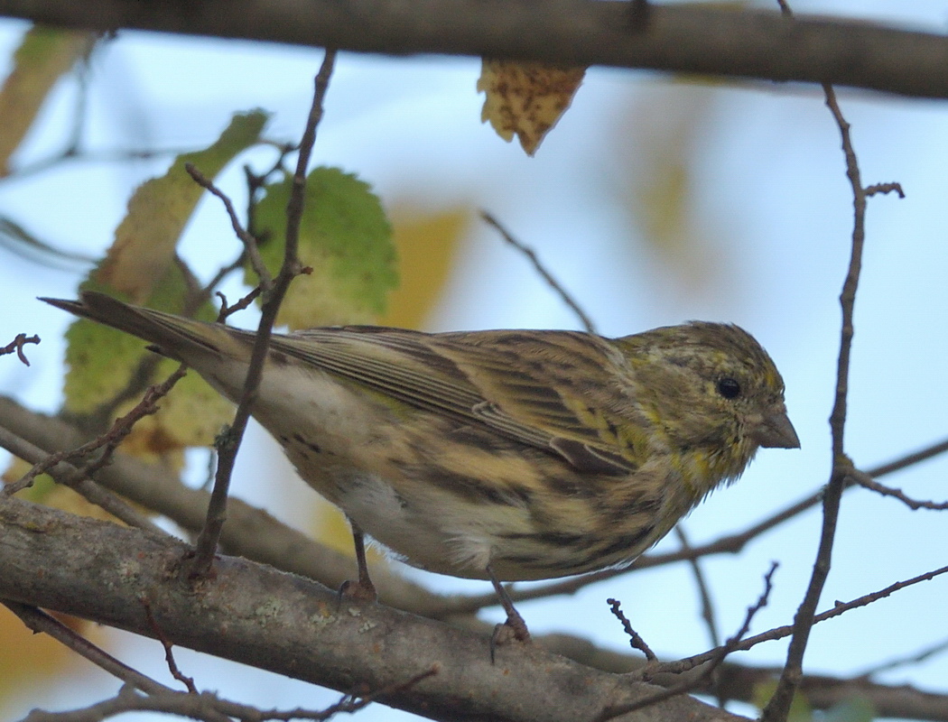 European Serin