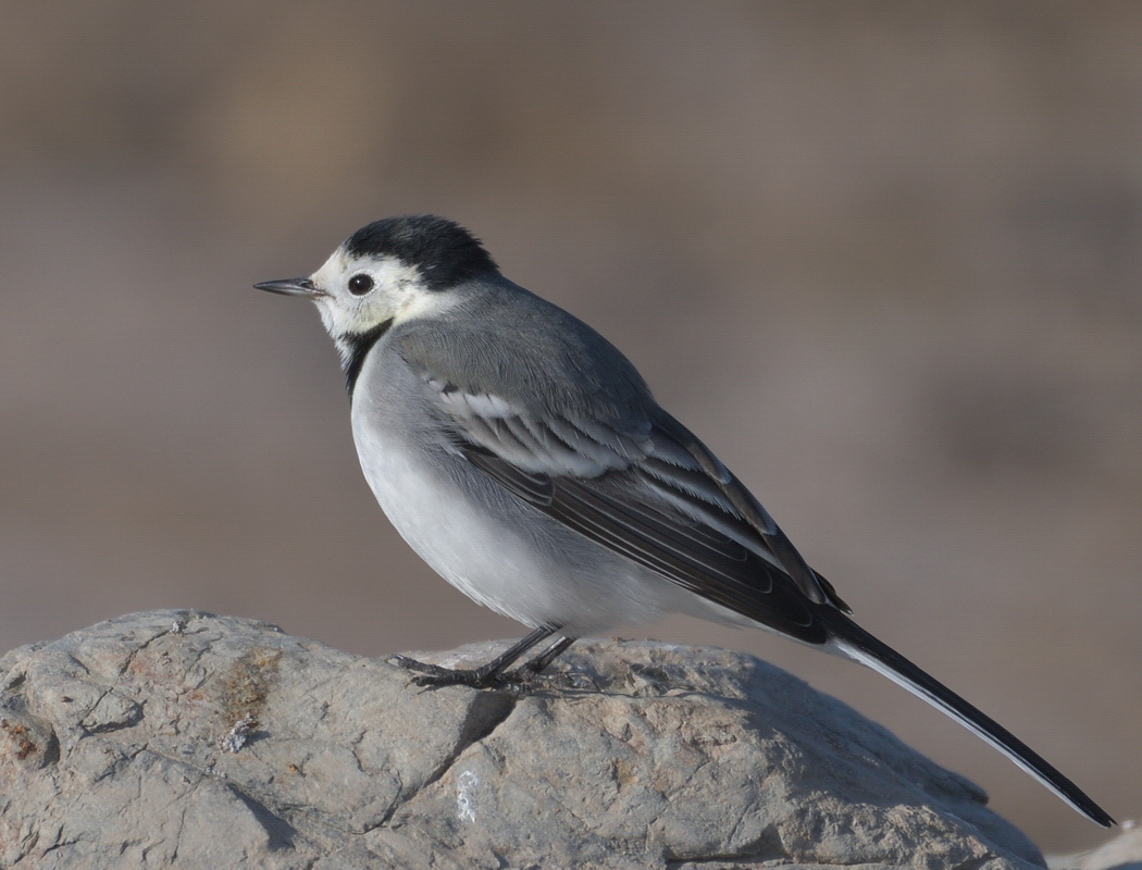 White Wagtail