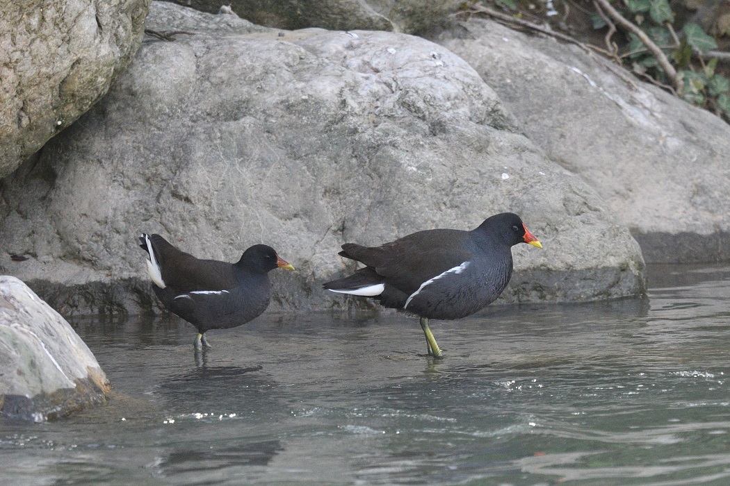 Common Moorhen