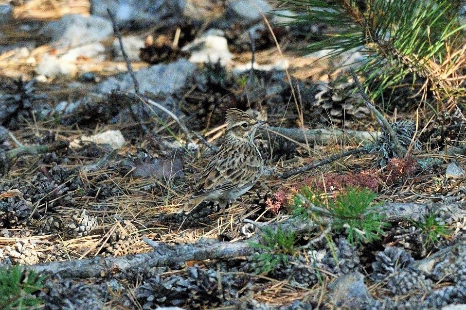 Woodlark