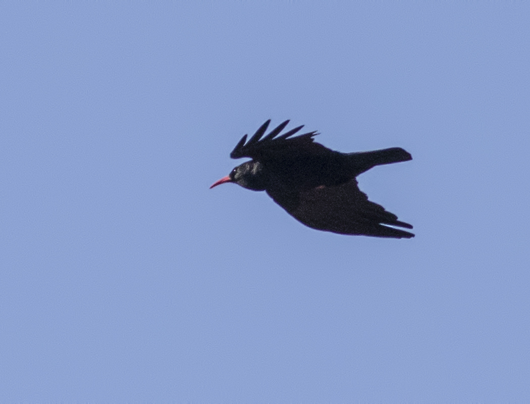 Red-billed Chough