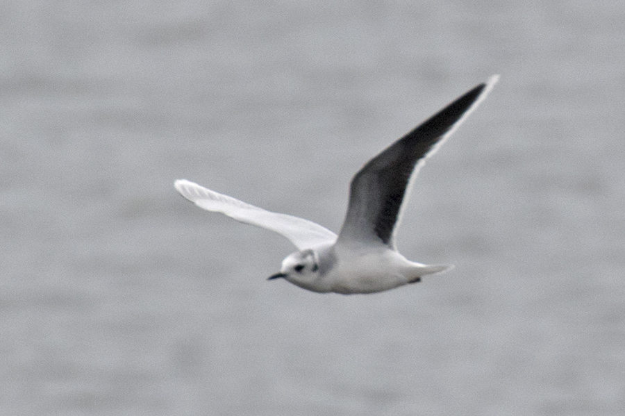Little Gull