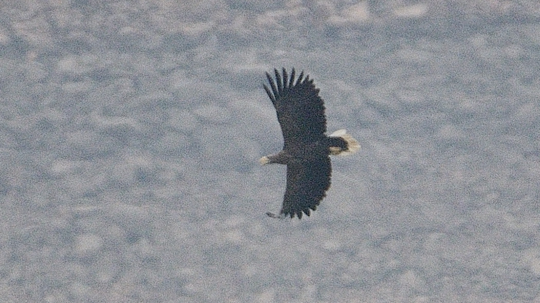 Akkuyruklu Kartal