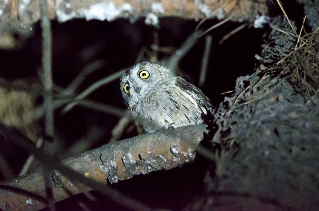 Eurasian Scops Owl