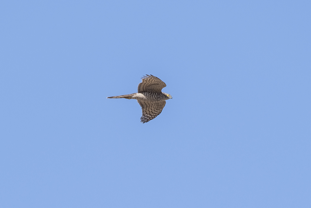 Atmaca