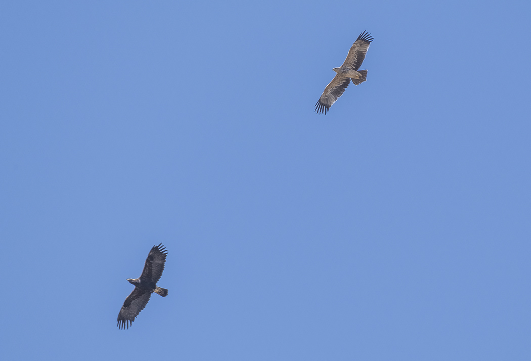 Eastern Imperial Eagle