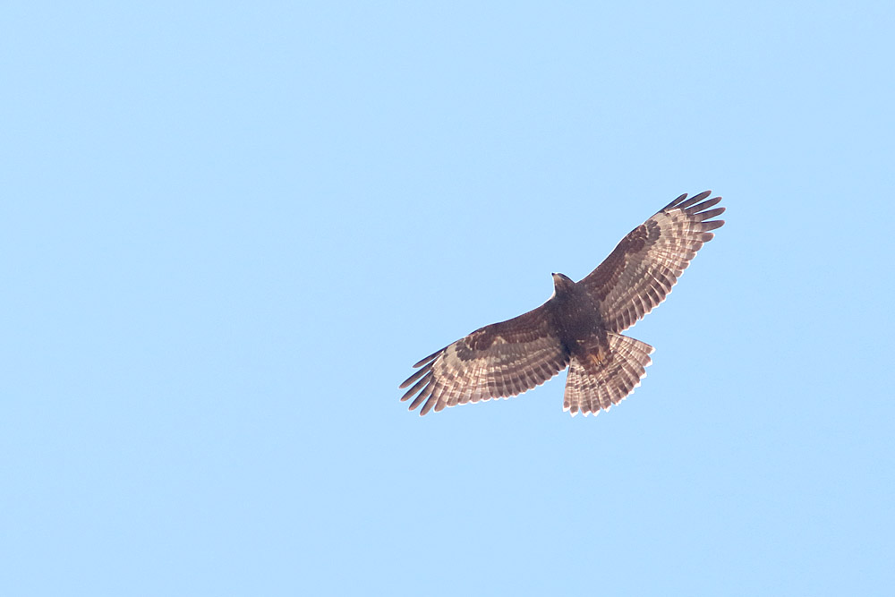 European Honey Buzzard