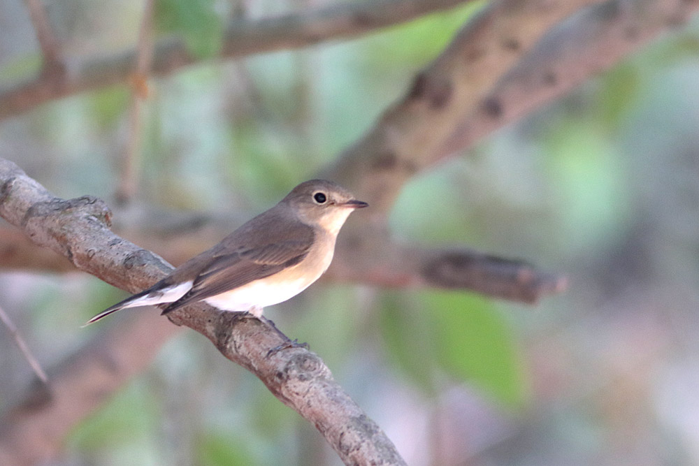 Red-breasted Flycatcher
