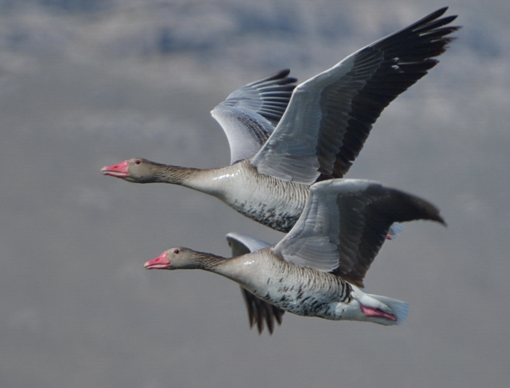 Greylag Goose