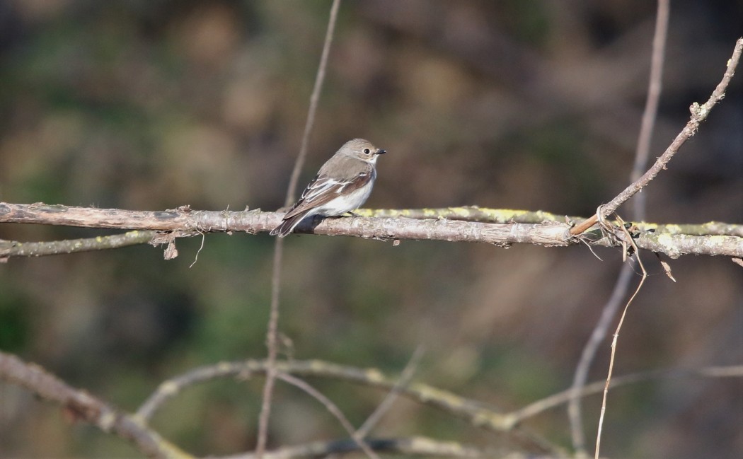 Semicollared Flycatcher