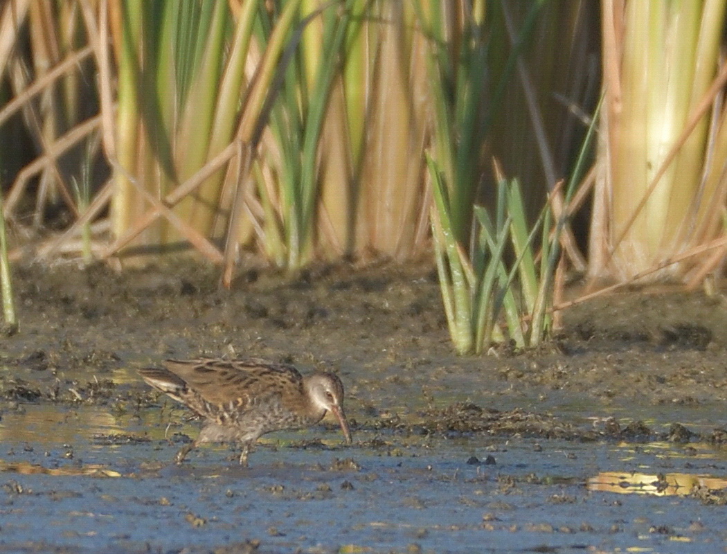 Water Rail