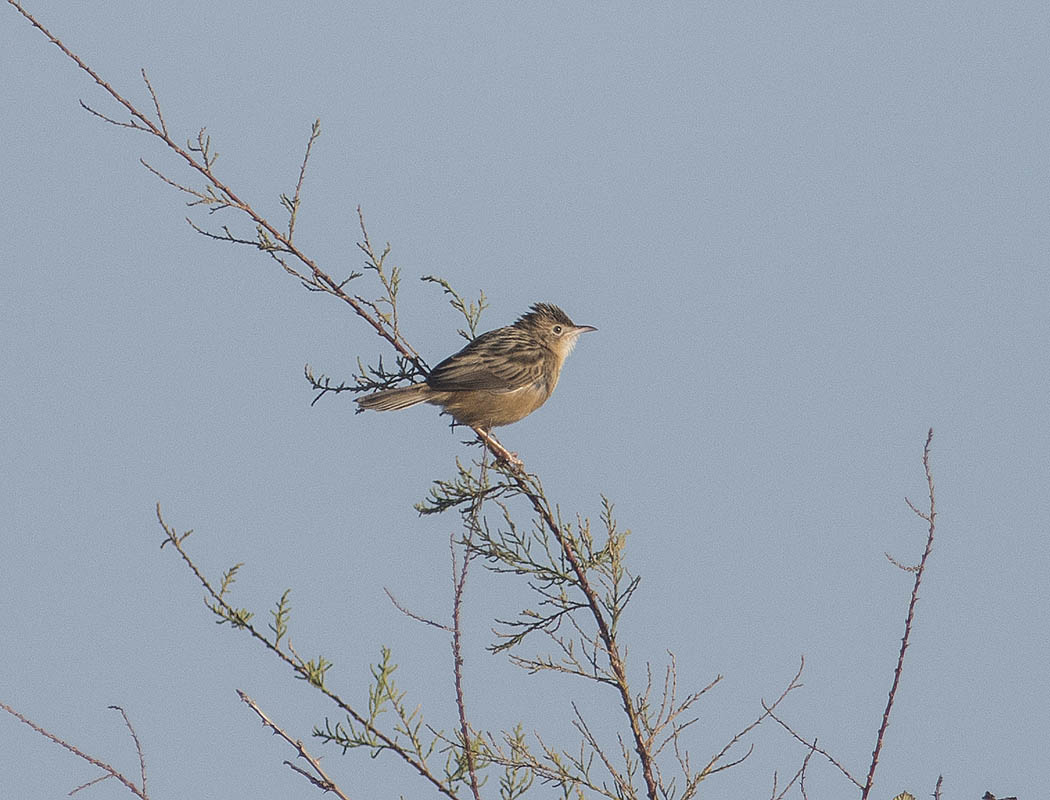Zitting Cisticola