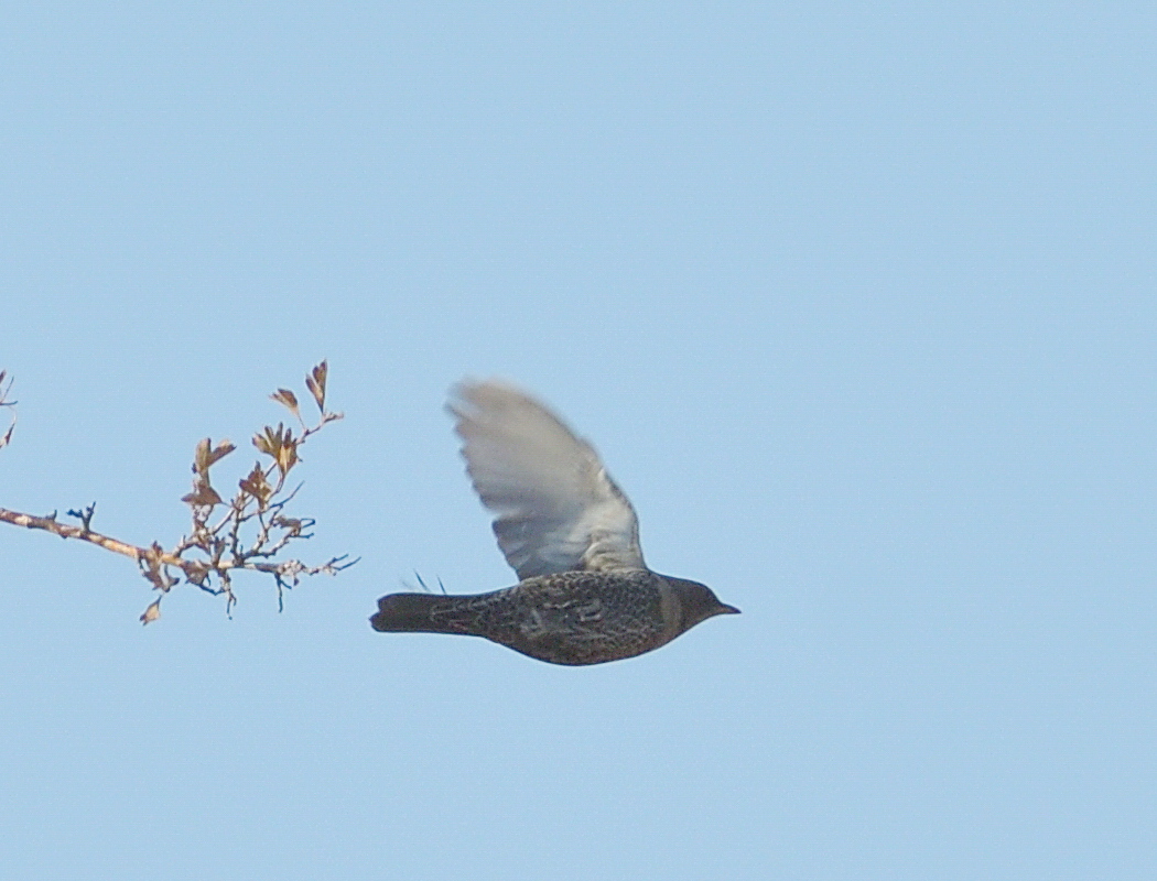 Ring Ouzel