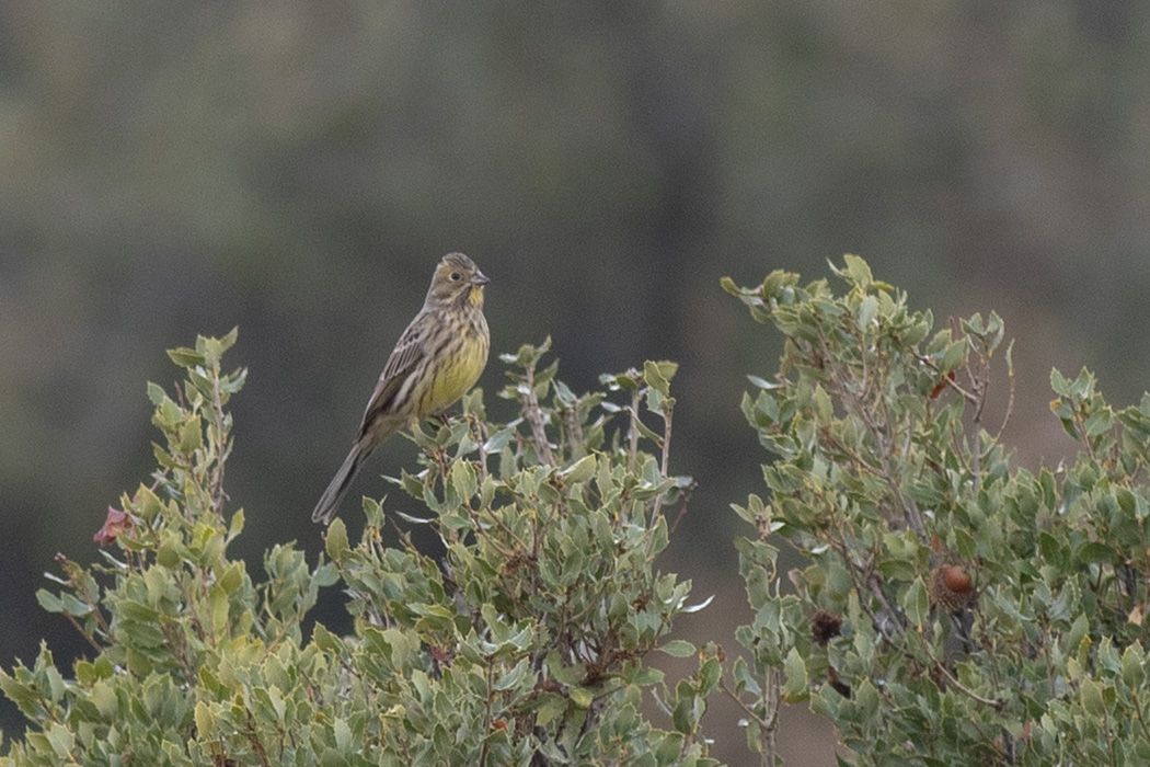 Yellowhammer