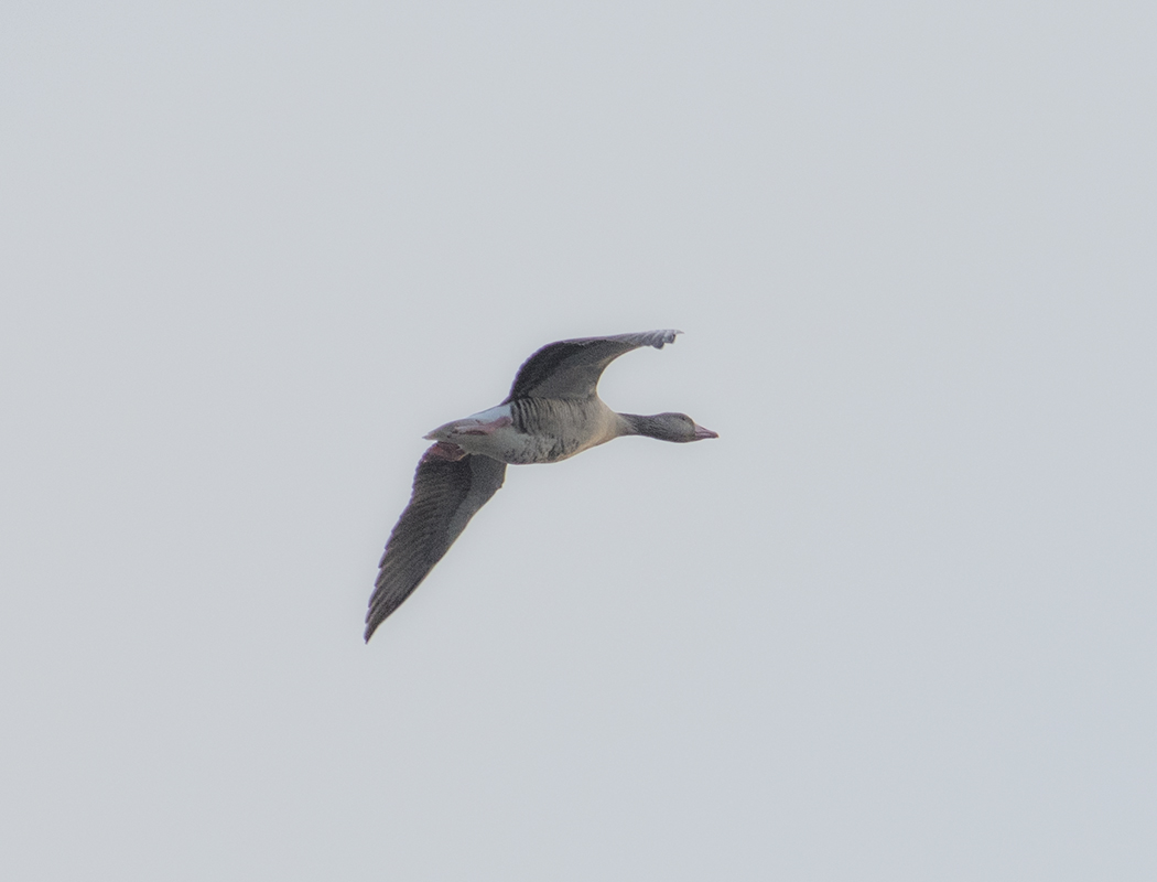 Greylag Goose