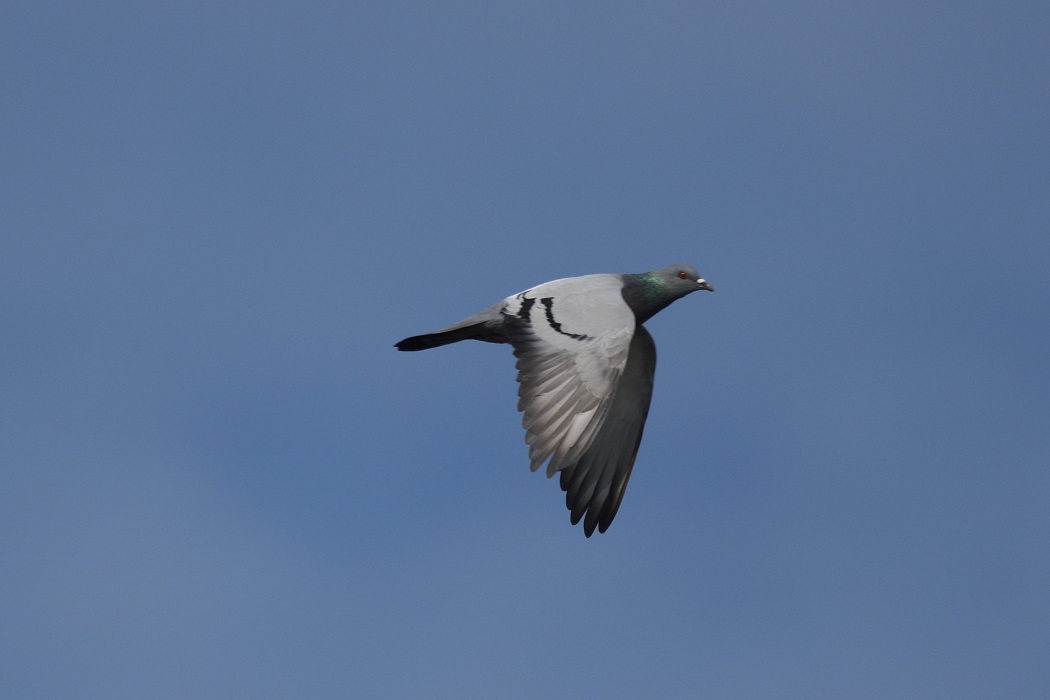 Rock Dove