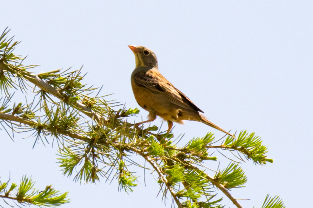 Ortolan Bunting