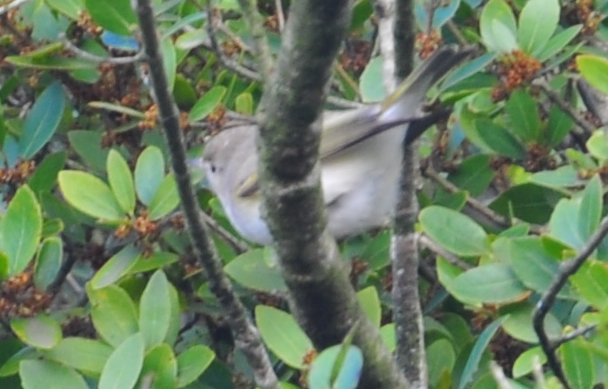 Eastern Bonelli`s Warbler