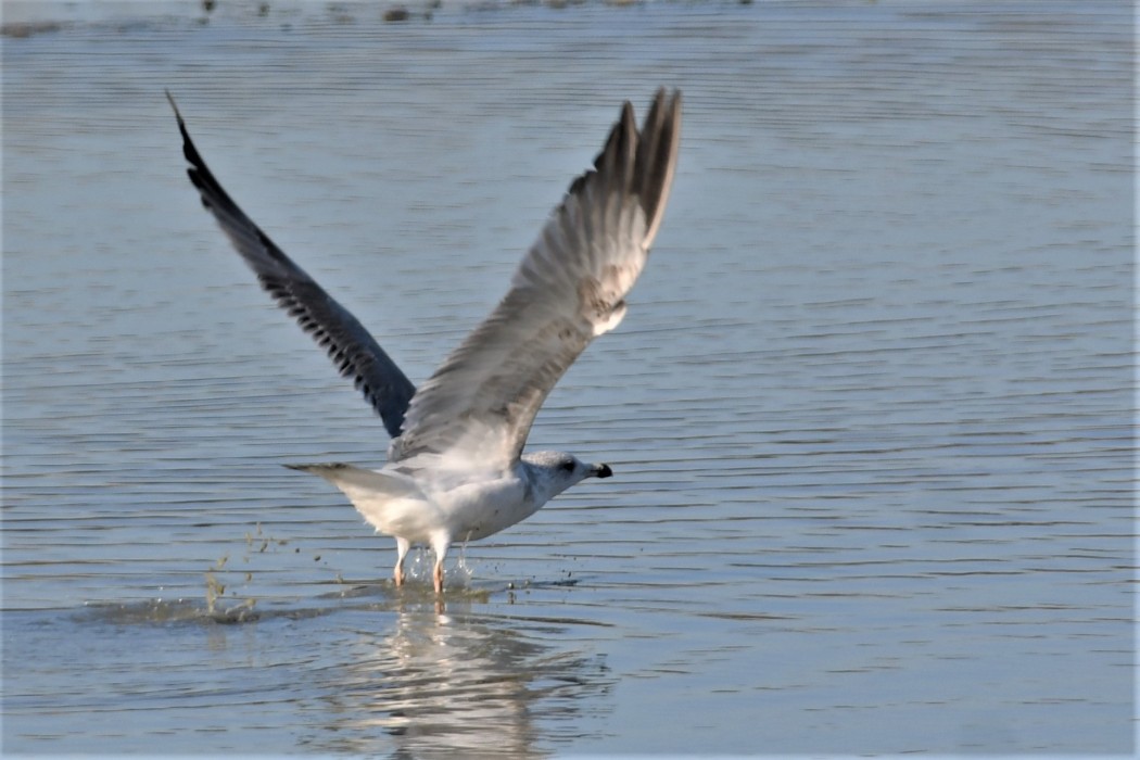 Pallas`s Gull