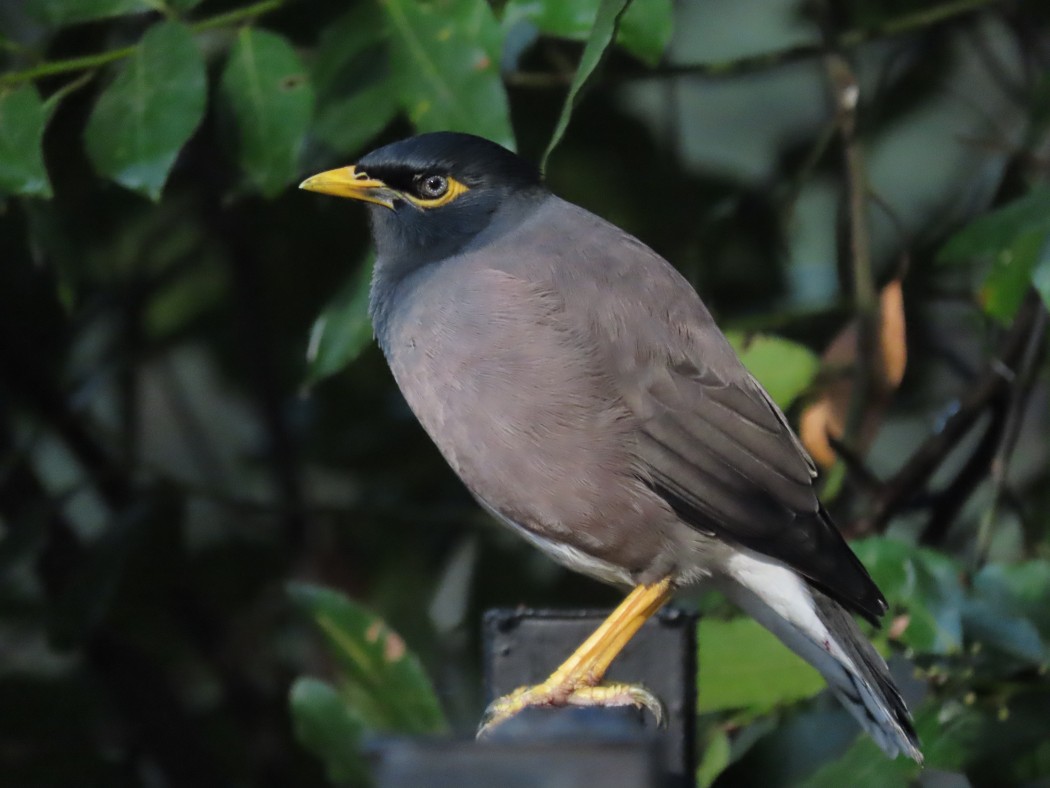 Common Myna