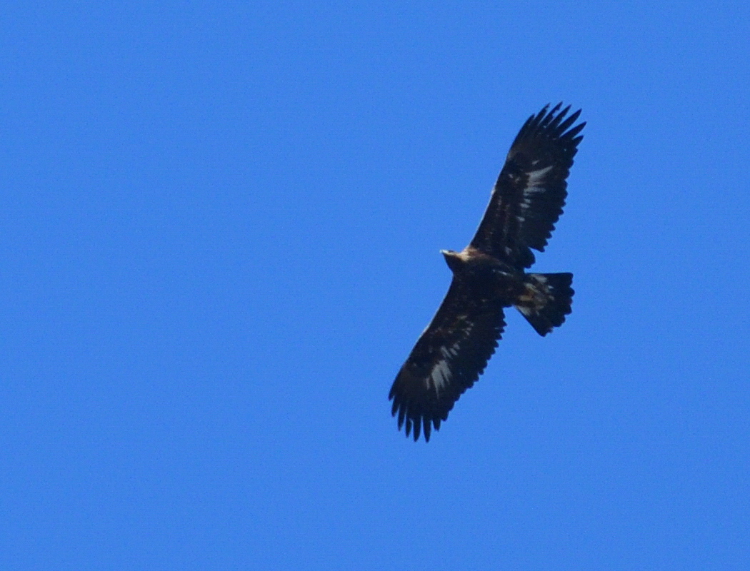 Kaya Kartalı