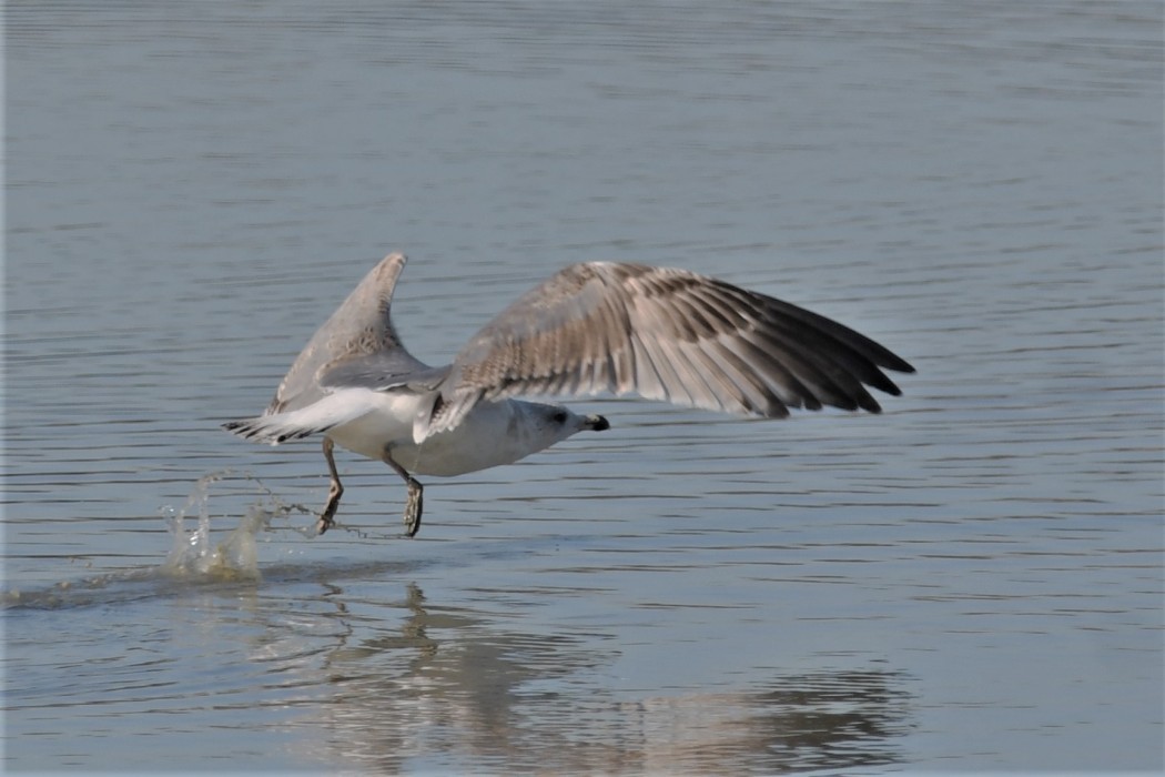 Pallas`s Gull