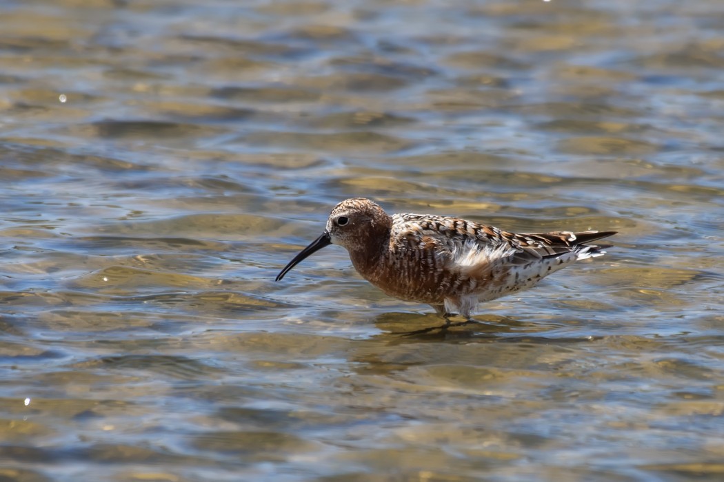 Curlew Sandpiper