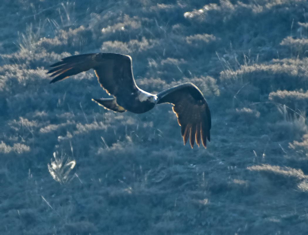 Eastern Imperial Eagle