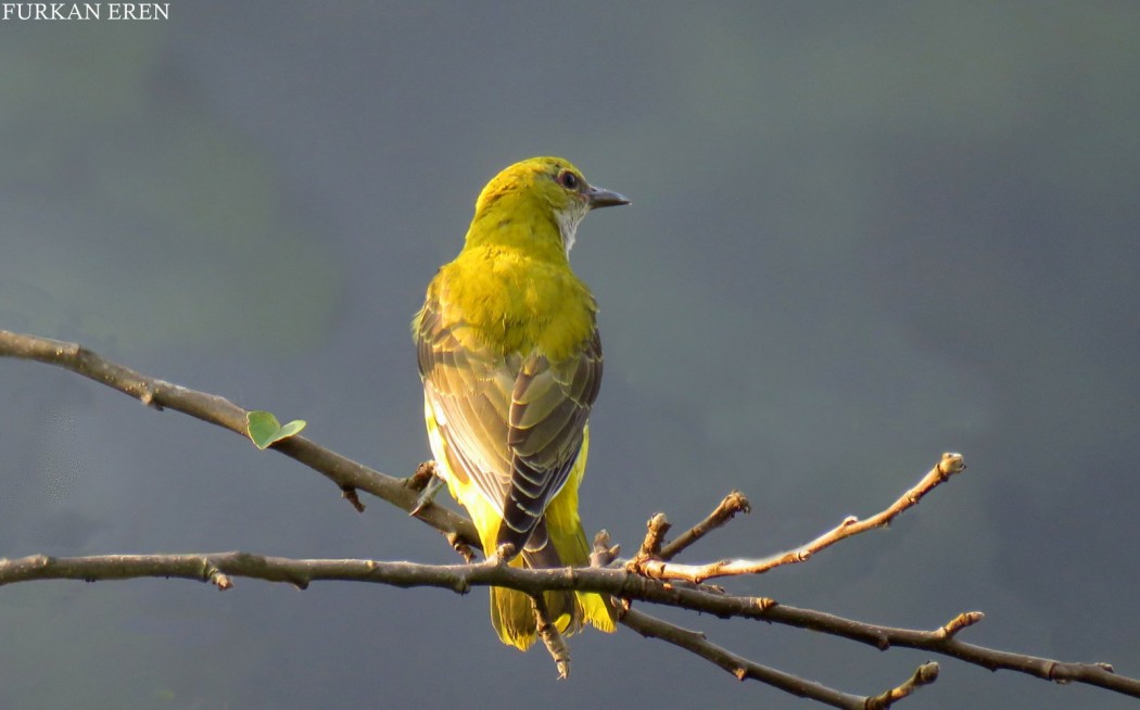 Eurasian Golden Oriole