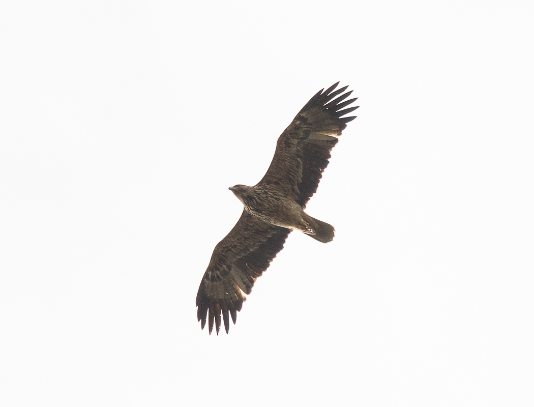 Eastern Imperial Eagle