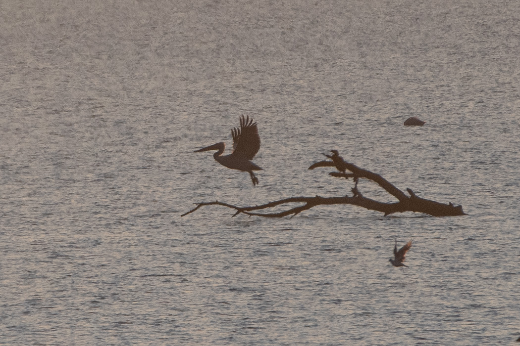 Dalmatian Pelican