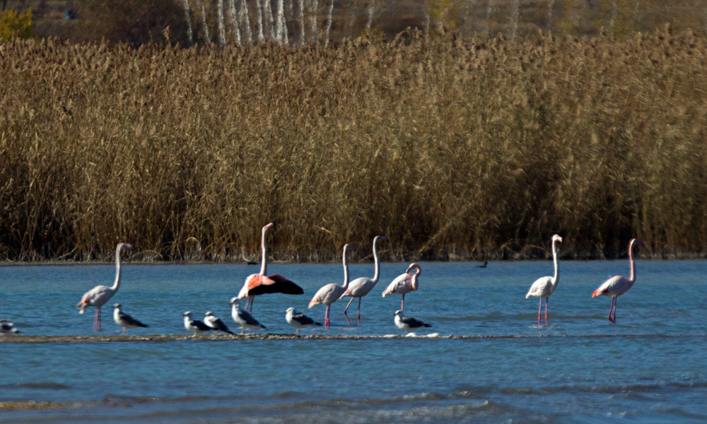 Greater Flamingo