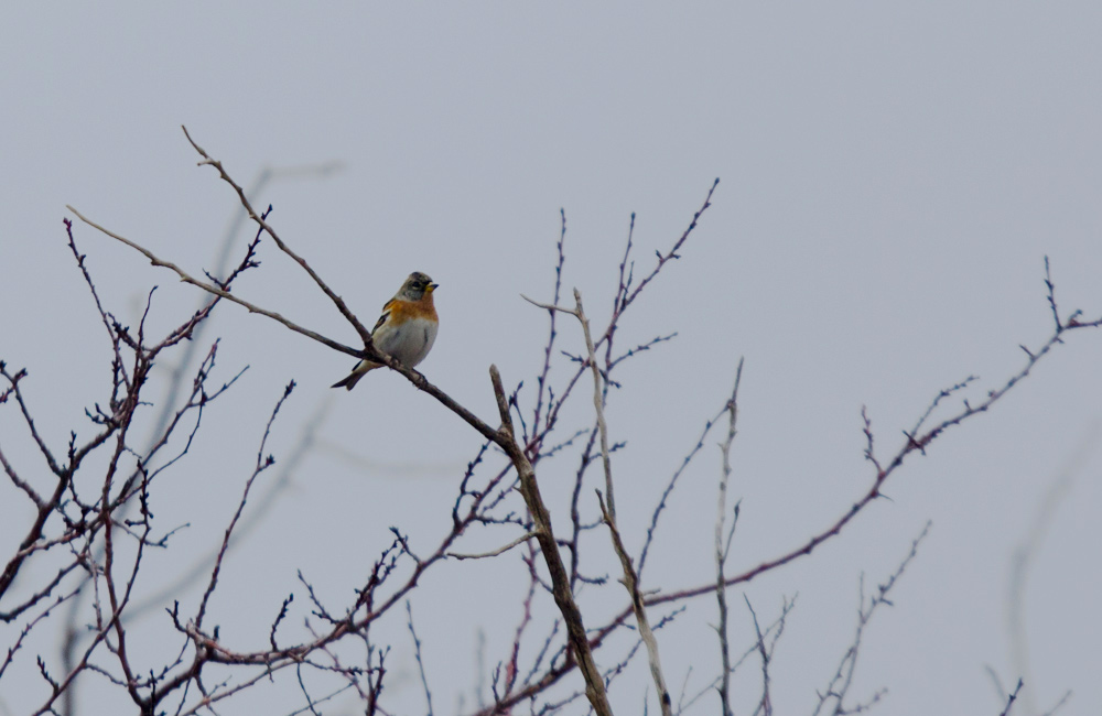 Brambling