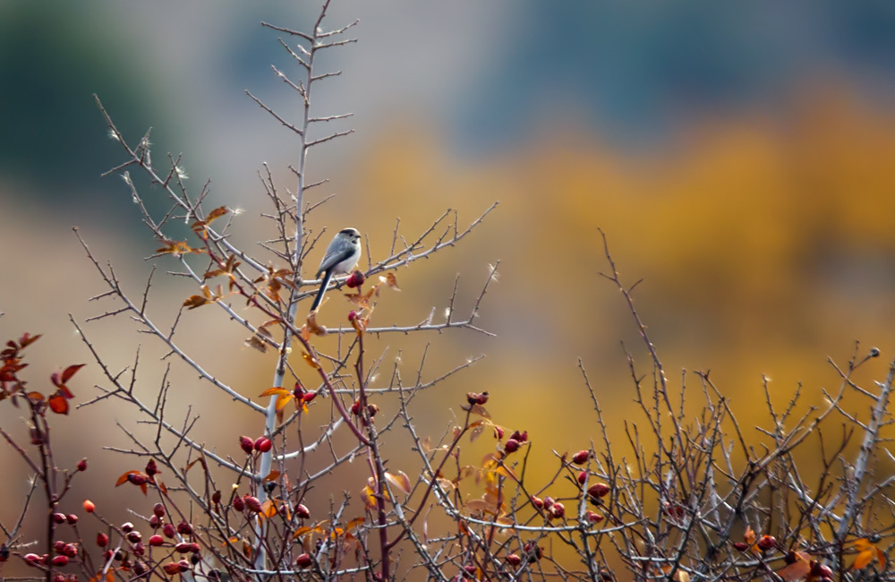 Long-tailed Tit
