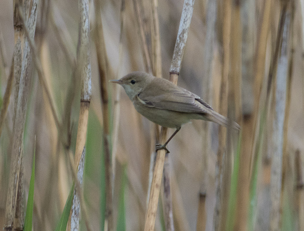 Marsh Warbler