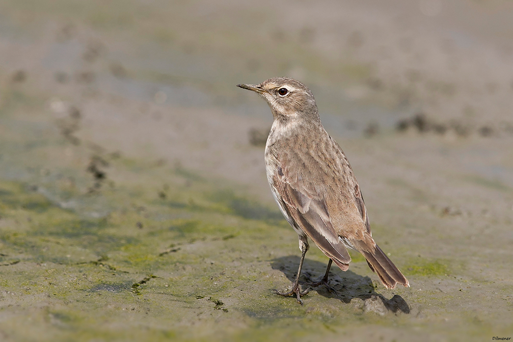 Water Pipit