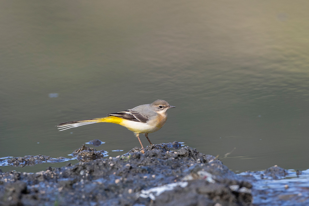 Grey Wagtail